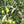 Load image into Gallery viewer, Organic Cuvee EVOO 24NH
