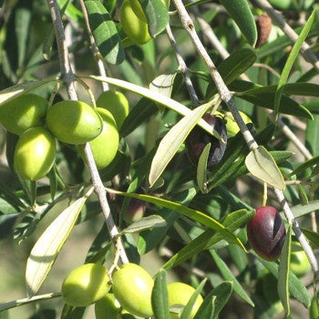 Organic Cuvee EVOO 24NH