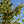 Load image into Gallery viewer, Organic Chetoui EVOO 24NH