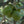 Load image into Gallery viewer, Hojiblanca EVOO 24NH