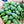 Load image into Gallery viewer, Kalamata Reserve EVOO 24NH
