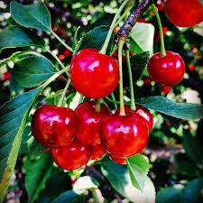 Montmorency Cherry Rose' Balsamic Vinegar