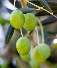 Picual EVOO 25SH