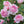 Load image into Gallery viewer, English Rose EVOO Soap 3.3 oz