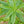 Load image into Gallery viewer, Lemon Verbena EVOO Soap 3.3 oz