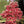 Load image into Gallery viewer, Sourwood Honey