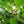 Load image into Gallery viewer, Gallberry Honey