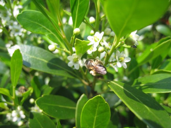 Gallberry Honey