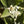 Load image into Gallery viewer, Orange Blossom Honey