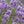 Load image into Gallery viewer, Lavender EVOO Soap 3.3 oz