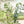 Load image into Gallery viewer, Eucalyptus & Thyme EVOO Soap 3.3 oz
