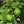 Load image into Gallery viewer, Key Lime White Balsamic Vinegar