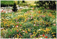 Wildflower Honey