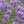 Load image into Gallery viewer, Lavender Honey
