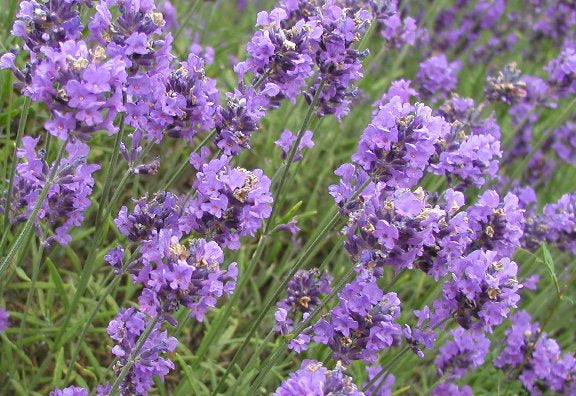 Lavender Honey