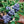Load image into Gallery viewer, Wild Blueberry Dark Balsamic Vinegar