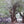 Load image into Gallery viewer, Tupelo Honey