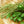 Load image into Gallery viewer, Rosemary Mint EVOO Soap 3.3 oz