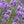 Load image into Gallery viewer, Lavender Dark Balsamic Vinegar
