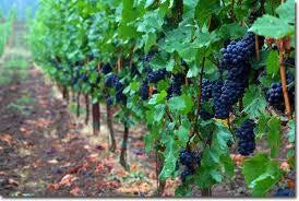 Pinot Noir Vinegar