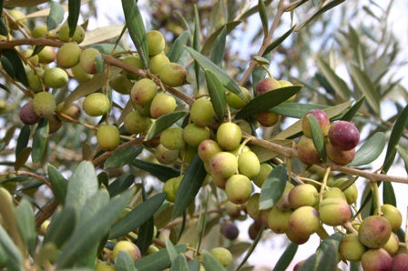 Arbequina EVOO 23NH