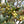Load image into Gallery viewer, Arbequina EVOO 25NH
