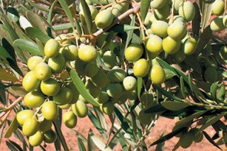 Arbosana EVOO 24NH