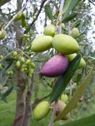 Barnea EVOO 25SH