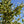 Load image into Gallery viewer, Organic Chetoui EVOO 25NH
