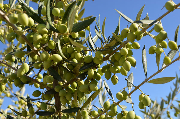 Organic Chetoui EVOO 25NH