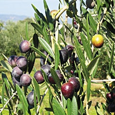 Chiquitita EVOO 25NH