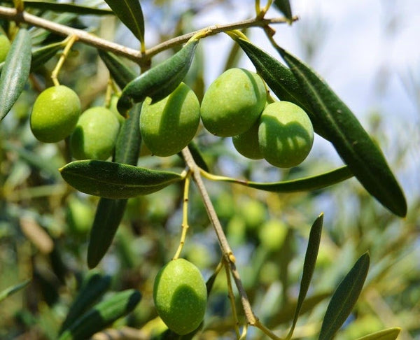 Cobrancosa EVOO 25NH