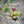 Load image into Gallery viewer, Coratina EVOO 26SH
