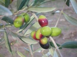 Coratina EVOO 26SH