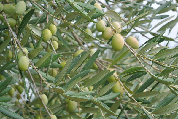 Manzanillo EVOO 25NH