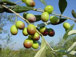 Frantoio EVOO 26SH