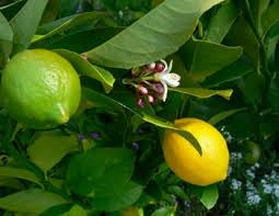 Greek Lemon Fused EVOO