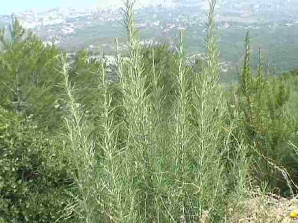 Wild Rosemary Fused EVOO