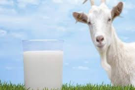 Goat's Milk EVOO Soap 3.3 oz