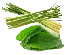 Lemongrass Mint White Balsamic Vinegar