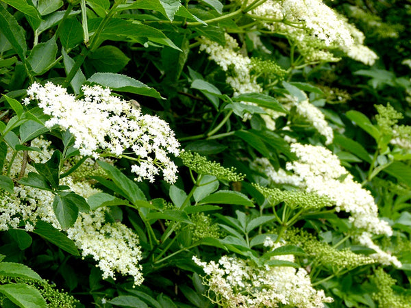 Elderflower White Balsamic Vinegar