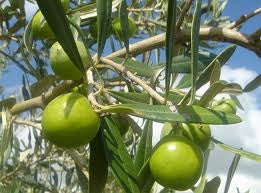 Nocellara EVOO 22NH