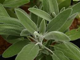 Greek Sage Fused EVOO