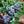 Load image into Gallery viewer, Wild Blueberry Dark Balsamic Vinegar
